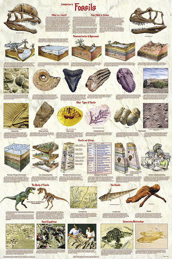 Палеонтология это наука
