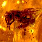 Пчела в янтаре