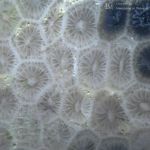 Коралл колониальный окварцованный